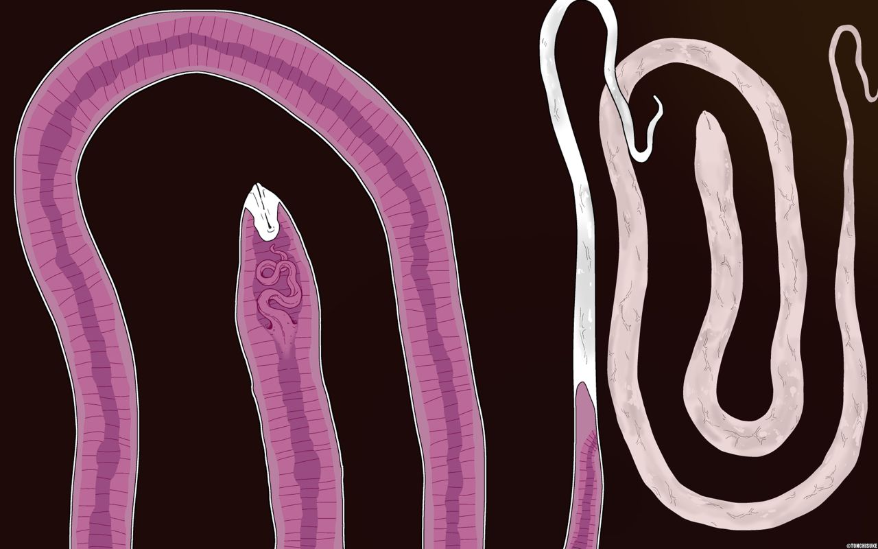 [Tonchisuke] White Snake 图片编号 2