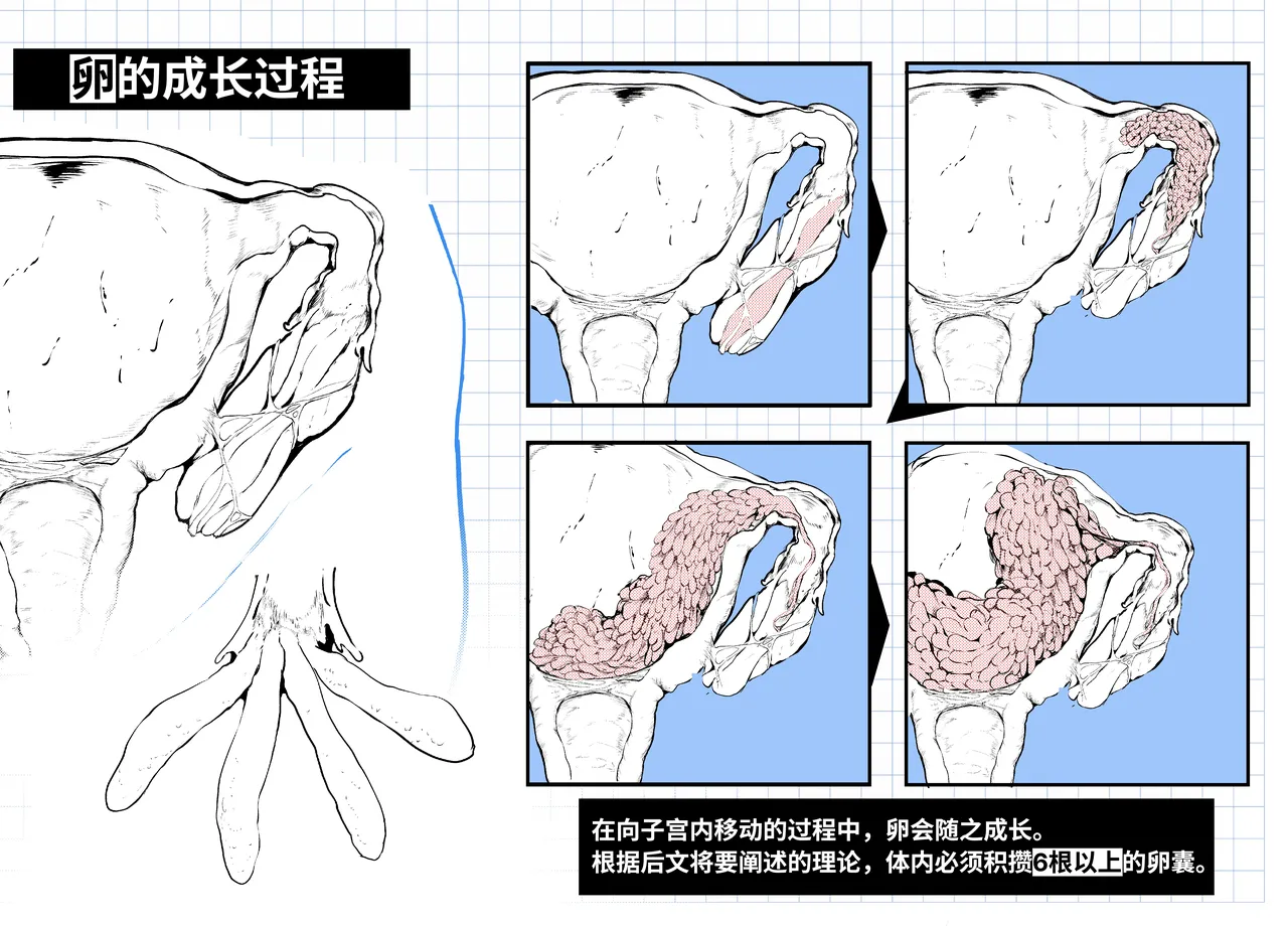 [白魚京][Chinese]短篇：海藤花的芬芳～绮良～ & 头足种族的子宫结构解析(XueHuKING个人AI汉化自嵌) image number 11