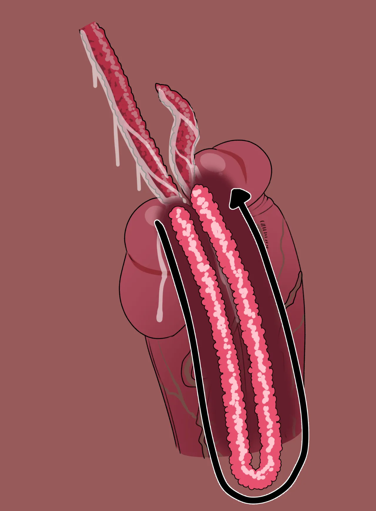 LIVI x TENTACLES image number 16