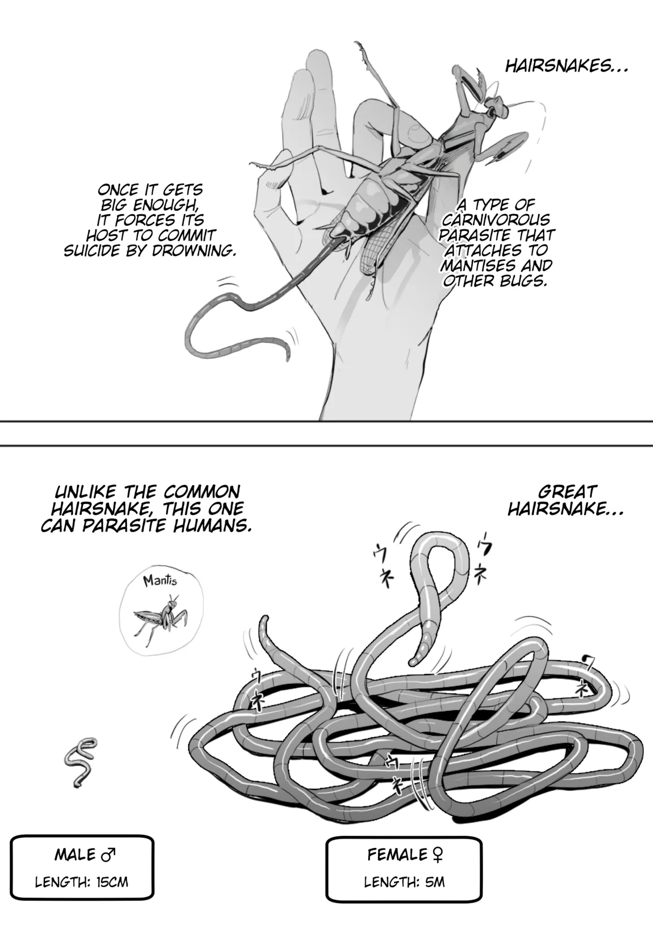 [Velzhe] Oohariganemushi No Seitai | The Great Hairsnake [English] [Kinsei Translations] изображение № 1