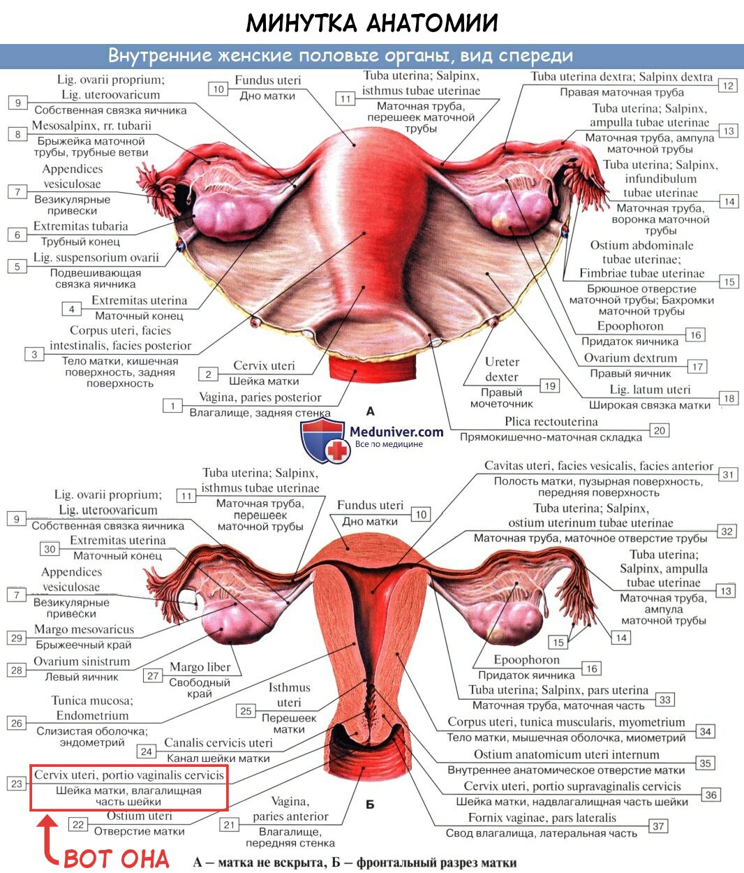 [Moketa] Kimochii Manman no Tsukurikata | Культивация удовольствия (COMIC Anthurium 023 2015-03) [Russian] [﻿Mauorenko] image number 5